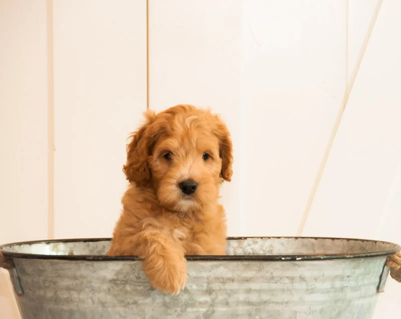 Gallery — Luxe Labradoodles